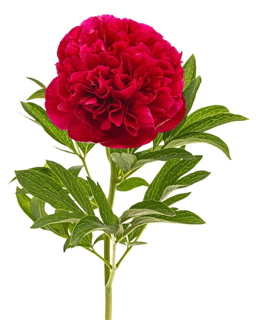 Fiore rosso di peonia isolato su sfondo bianco