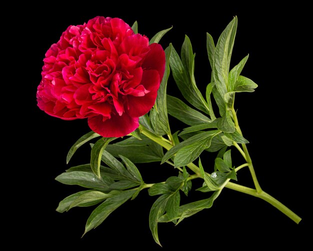 Fiore rosso di peonia isolato su sfondo nero