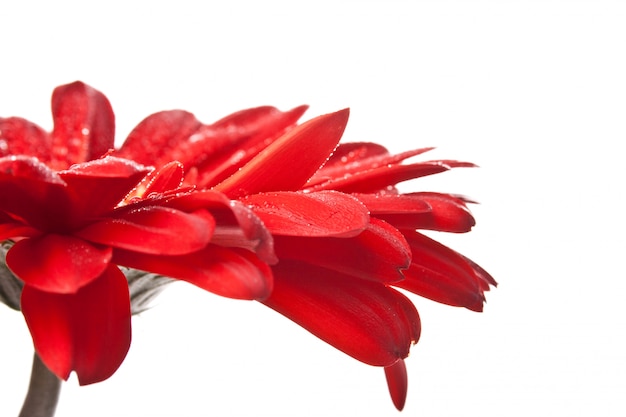 Fiore rosso gerbera