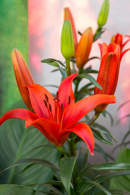 fiore rosso giglio in un giardino