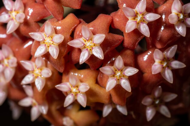 Fiore rosso hoya