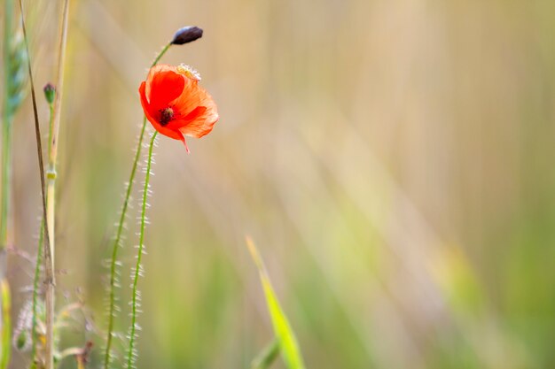 Fiore rosso in fiore del papavero selvatico sull'alto gambo