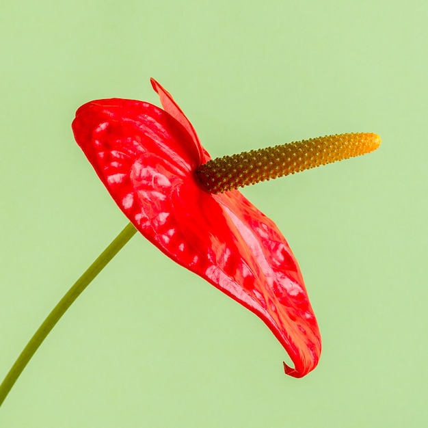 Fiore rosso isolato su verde