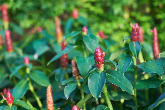 fiore rosso Krachai in fiore