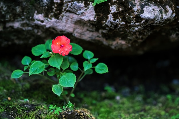 Fiore rosso naturale nel giardino