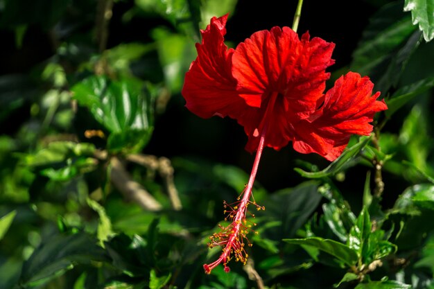 Fiore rosso nel bush