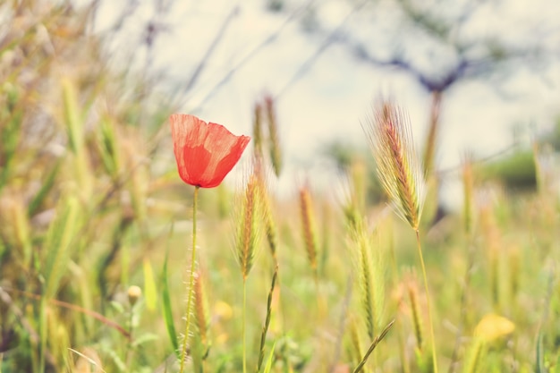 Fiore rosso nel campo in primavera