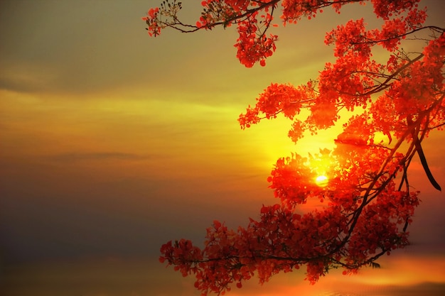 Fiore rosso o cresta di pavone con tramonto colorato cielo astratto natura sfondo