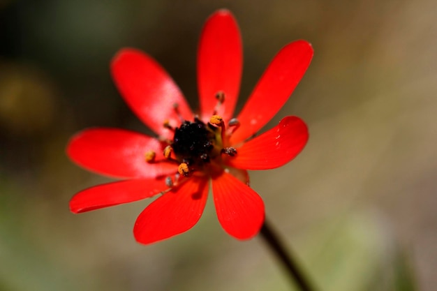 Fiore rosso Occhio di fagiano Adonis flammea