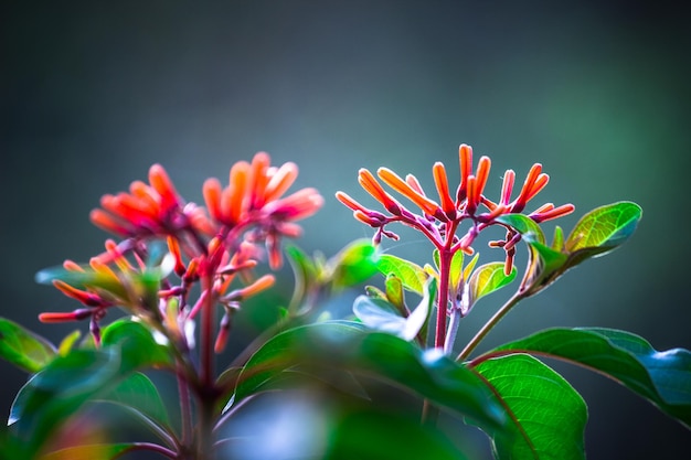 Fiore rosso rubino di Pentas o pianta di uccelli in piena fioritura sullo sfondo della natura durante la primavera