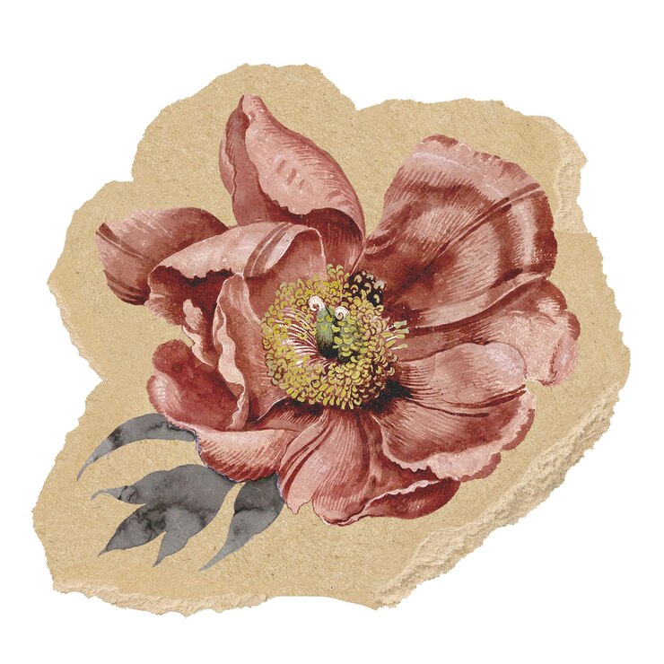 Foto fiore rosso secco adesivo png carta strappata sfondo trasparente
