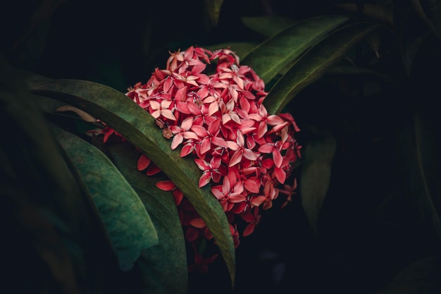 fiore rosso su sfondo scuro