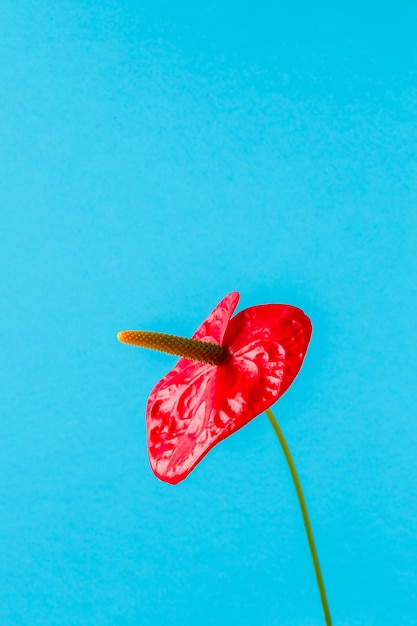 Fiore rosso su uno sfondo colorato brillante