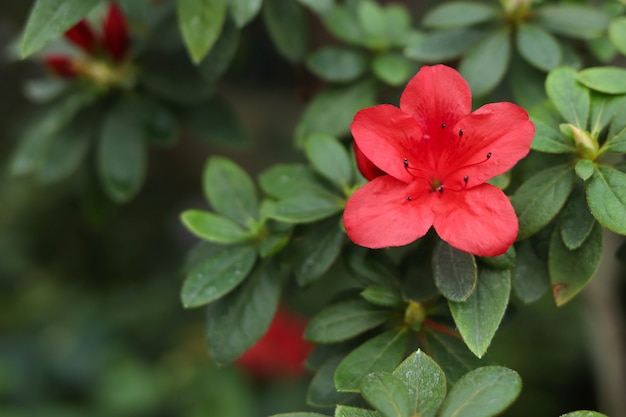 Fiore rosso tra le foglie verdi