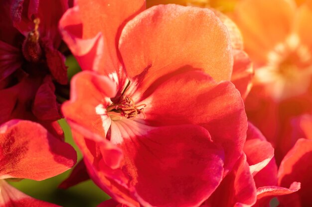 Fiore rosso vicino Fiore rosso in macro Tema per cartoline