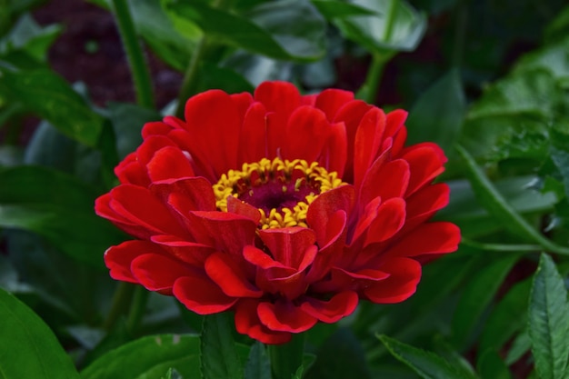 fiore rosso zinnia in giardino