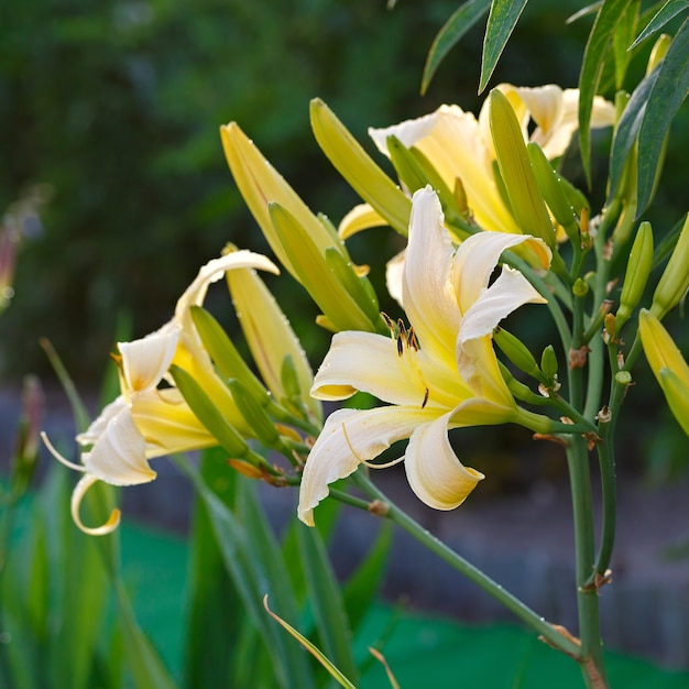 Fiore sbocciante con gocce di pioggia in giardino.