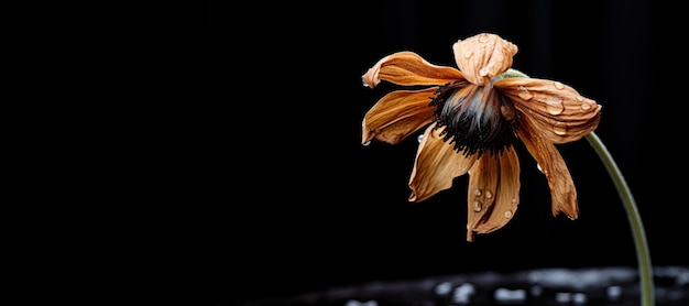 Fiore secco con gocce d'acqua sullo spazio nero della copia