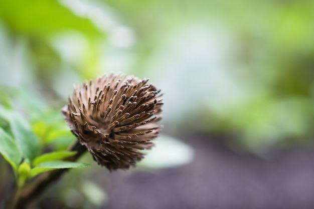 Fiore secco con semi-trifoglio nel campo su un verde