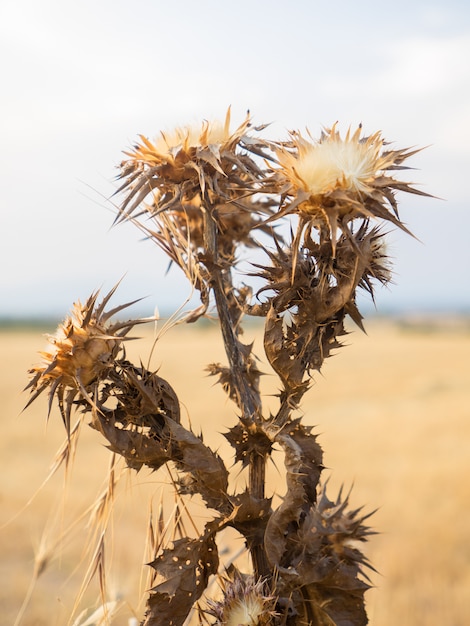 Fiore secco di cardo selvatico dalla Spagna.