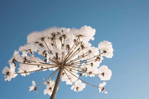 Fiore secco di pastinaca mucca sotto la neve su sfondo blu cielo