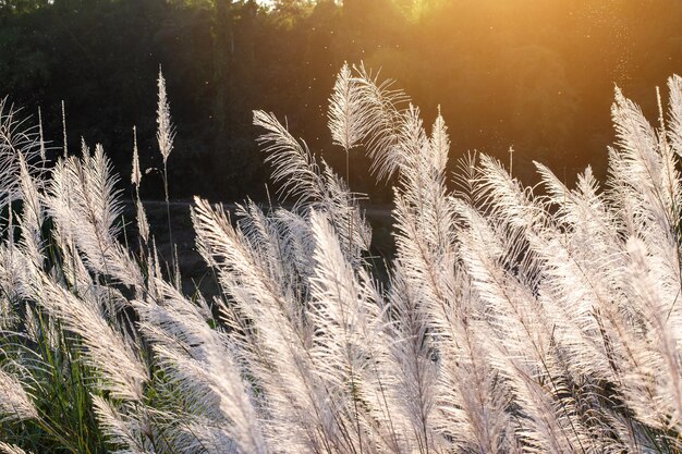 Fiore selvaggio dell&#39;annata nel tramonto