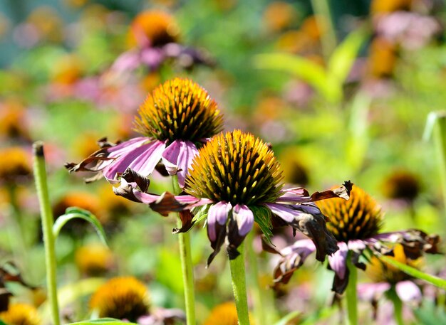 Fiore selvaggio di bellezza con nettare che fiorisce in campagna Natura campagna costituita da fiori selvatici luminosi che fioriscono in campo Campo erba naturale è un piccolo fiore selvaggio che florece in campagna