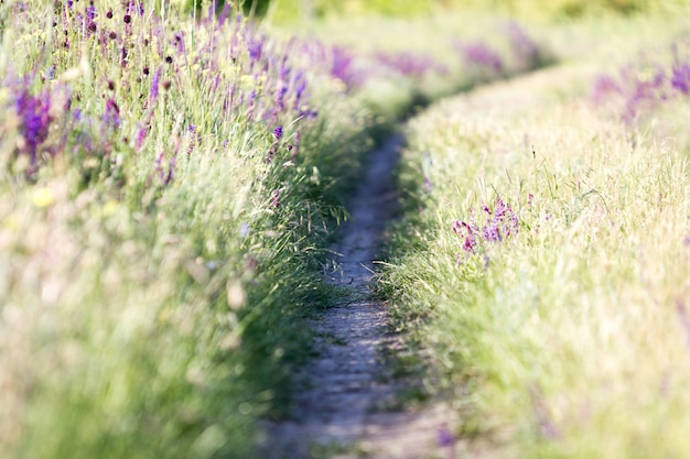 Fiore selvaggio di fioritura - fiore del prato. Bellissimo campo con sfocatura dello sfondo