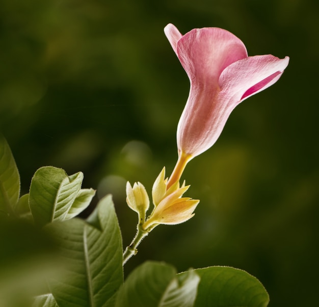 Fiore selvaggio rosa in natura, formato quadrato.