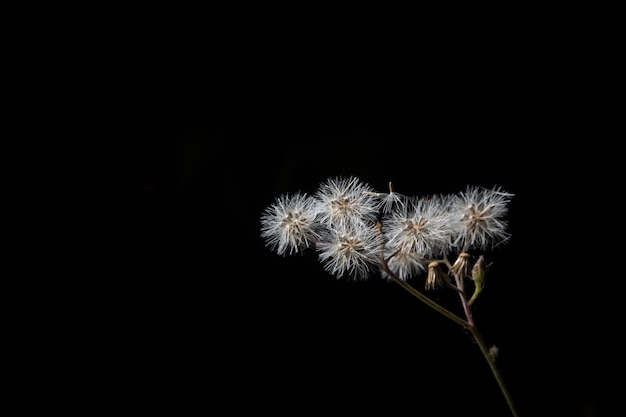 Fiore selvaggio sfondo colorato