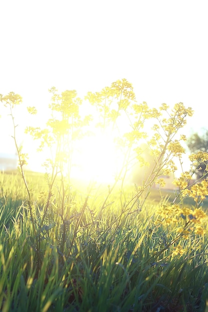 Fiore selvaggio sul prato verde nell'ora del tramonto serale primaverile