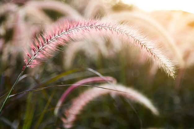 Fiore selvatico d'epoca al tramonto