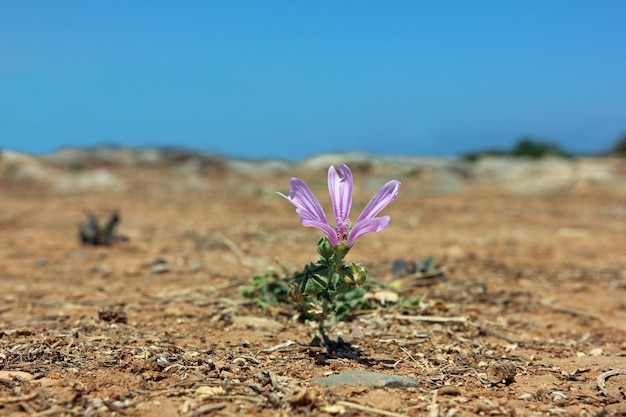 Fiore selvatico da vicino sul terreno asciutto