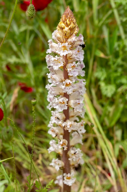 Fiore selvatico endemico; Pianta di Orobanche in natura