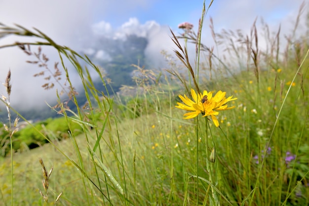 Fiore selvatico giallo alpino che fiorisce nel prato con una raccolta di api e uno sfondo nuvoloso di montagna