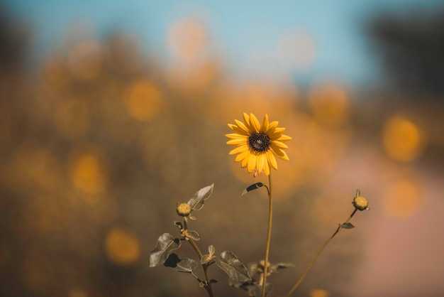 Fiore selvatico La Pampa Patagonia Argentina