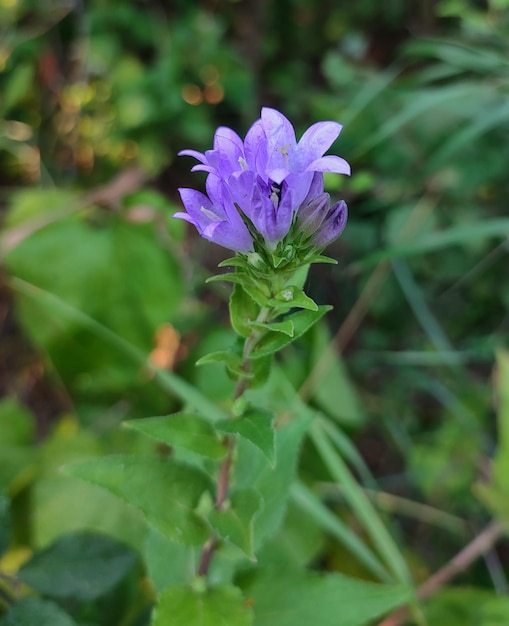 fiore selvatico lilla nella foresta