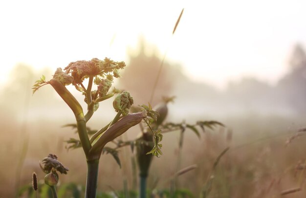 Fiore selvatico nella nebbia al tramonto