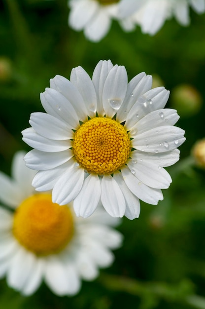 Fiore selvatico. Piccoli fiori di camomilla o margherita in primavera su un prato. Vista dall'alto. Avvicinamento.