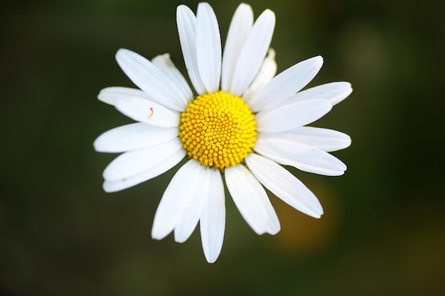 Fiore selvatico. Piccoli fiori su un prato verde primavera.