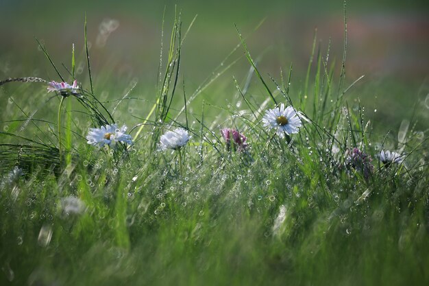 Fiore selvatico. Piccoli fiori su un prato verde primavera.