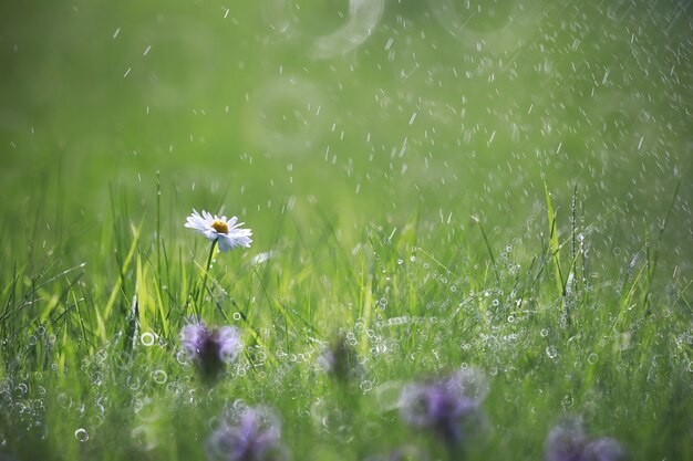 Fiore selvatico. Piccoli fiori su un prato verde primavera.