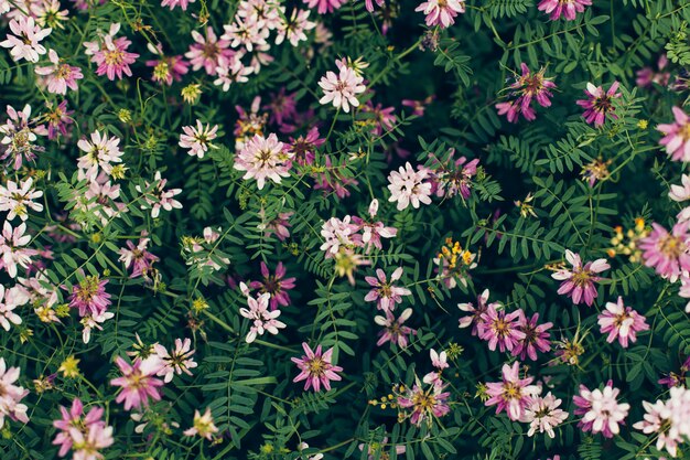 Fiore selvatico primaverile