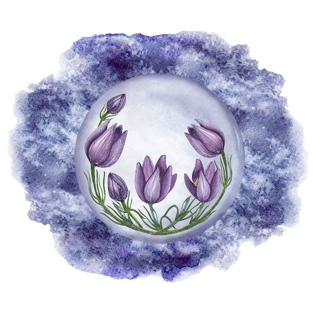 Fiore selvatico viola Pulsatilla pasqueflower crocus cutleaf anemone acquerello illustrazione isolato