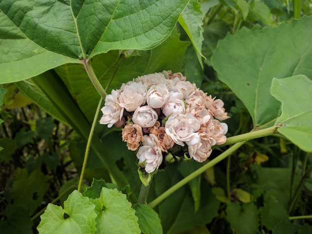 Fiore selvatico