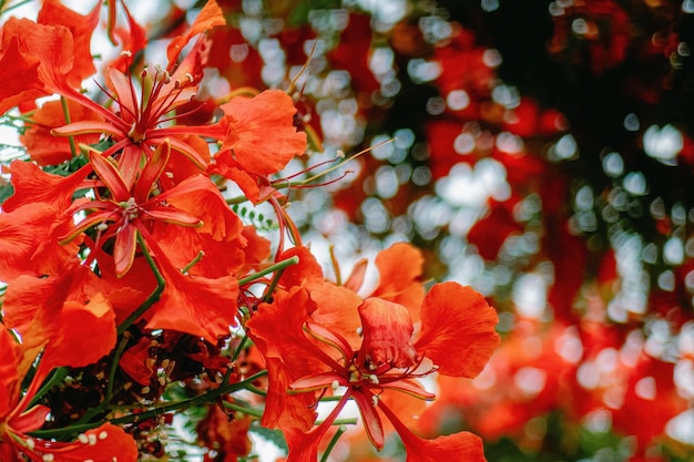 Fiore sgargiante dell'albero