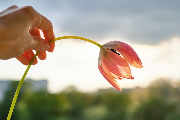 Fiore singolo in mano femminile