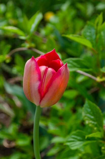 Fiore singolo tulipano rosso-rosa su sfondo verde