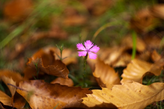 fiore solitario in autunno tra le foglie