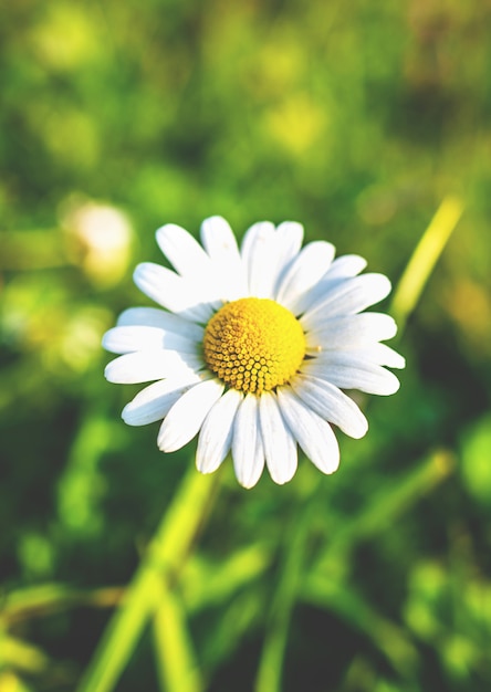 Fiore solitario nella foresta